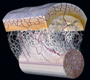 Fascie